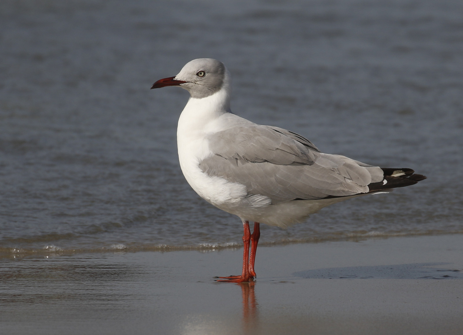 image Grey-hooded Gull